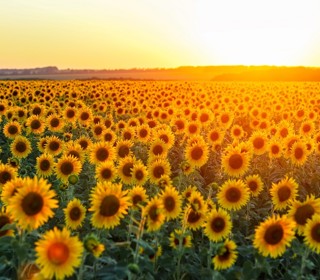 Parents and Guardians